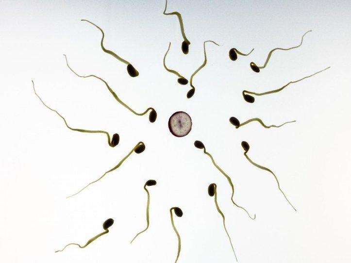 sperm-fertilization-pregnancy-development-live-art